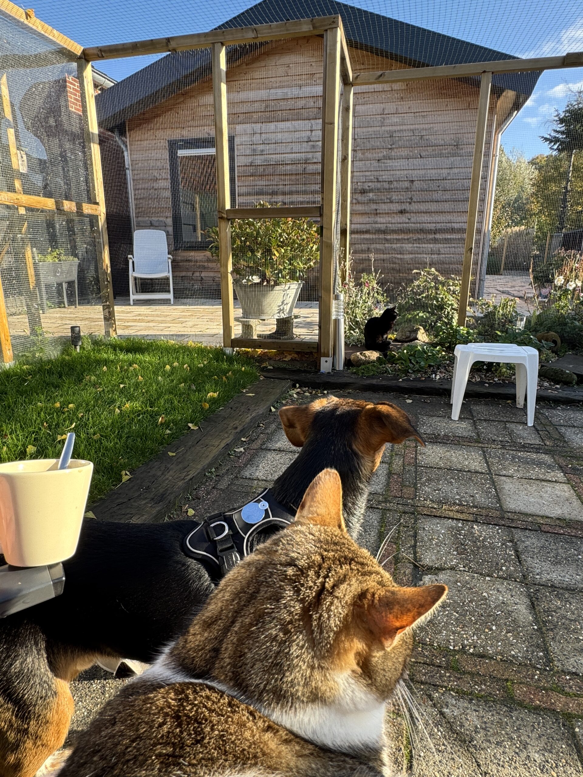 Leonie op het erf in Opperdoes met hond Louki