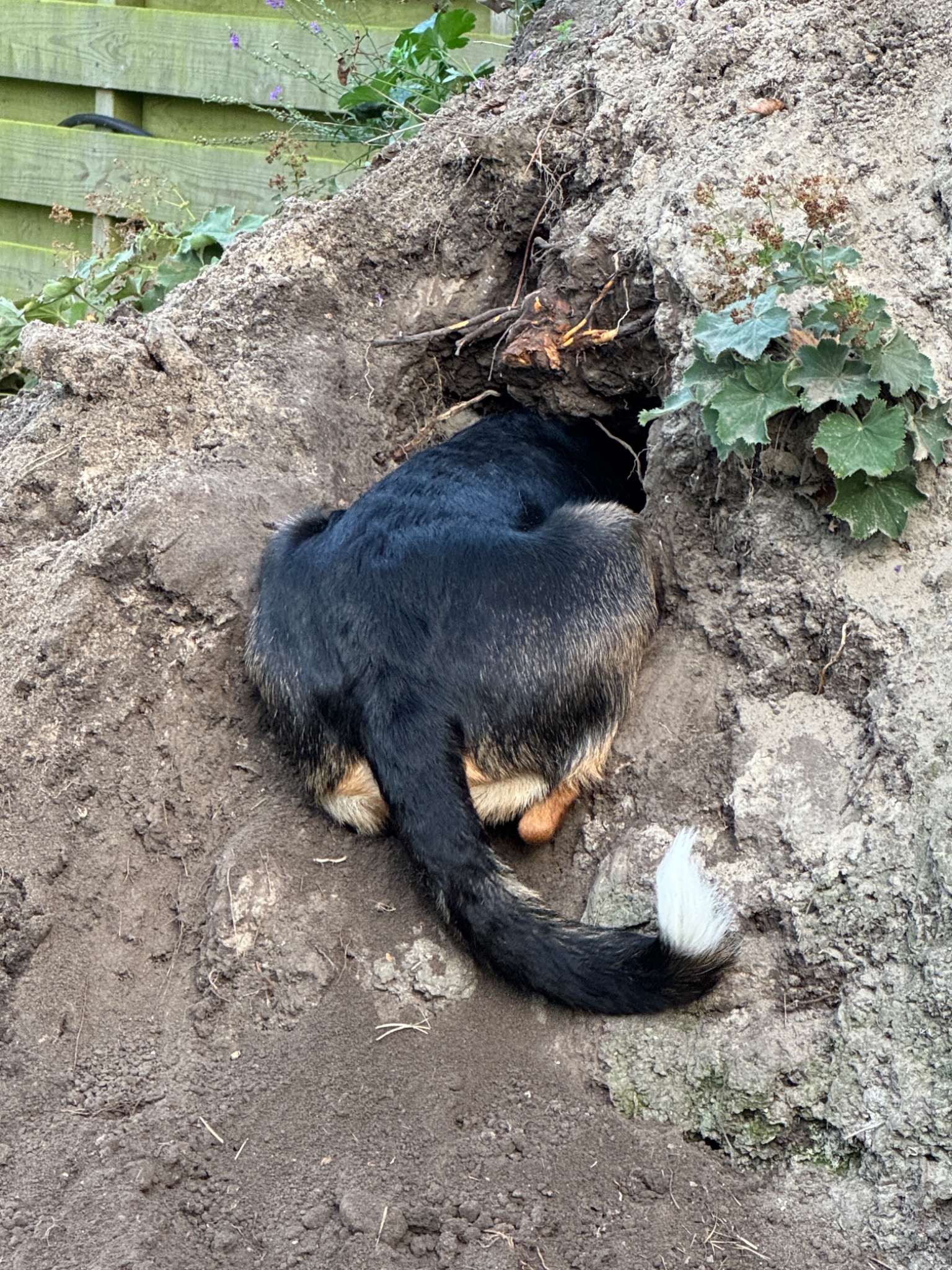 Louki met zijn kont in het zand