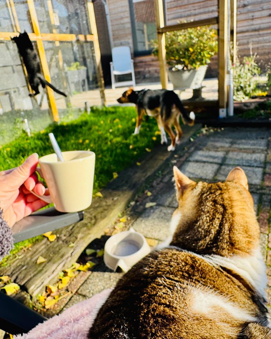 Katten en hond op het erf van Boetiek Baloe, ochtendmoment met koffie.
