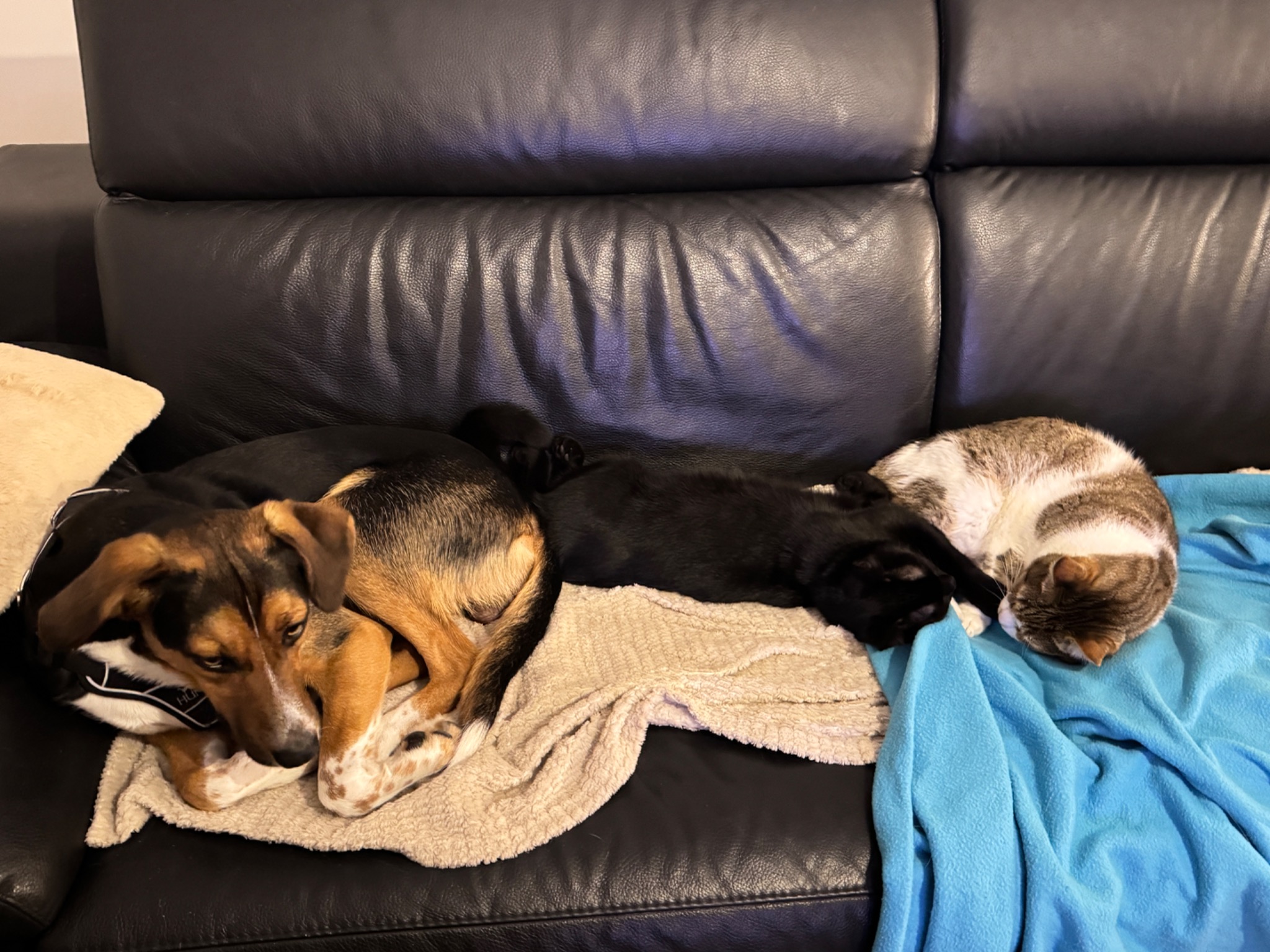 Louki, mazzel en kwibus die samen ontspannen op de bank